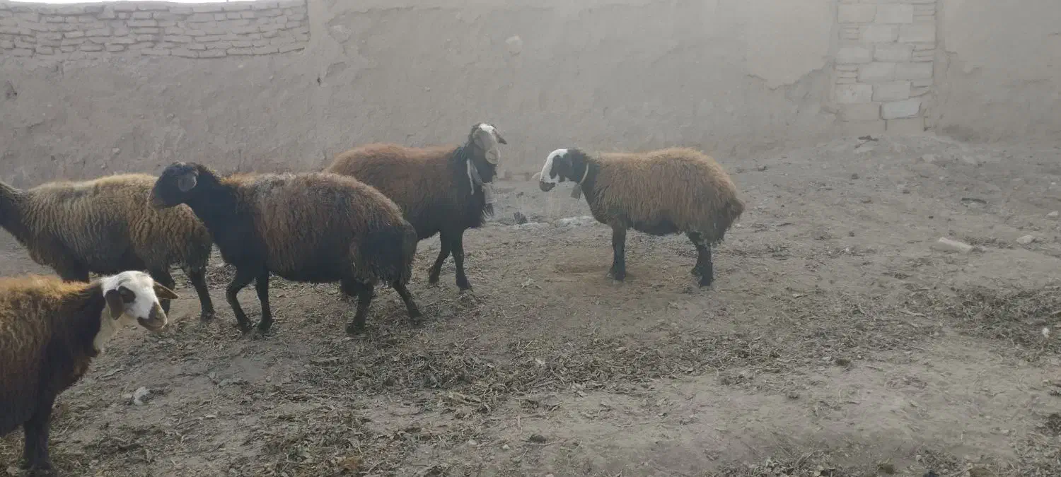 یک راس قوچ|حیوانات مزرعه|نیشابور, ماروسک|دیوار