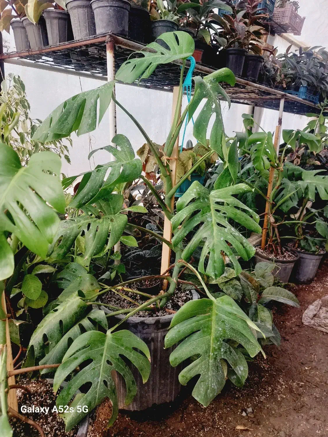 ۵تا گل یک هدیه|گل و گیاه طبیعی|مشکین‌دشت, |دیوار