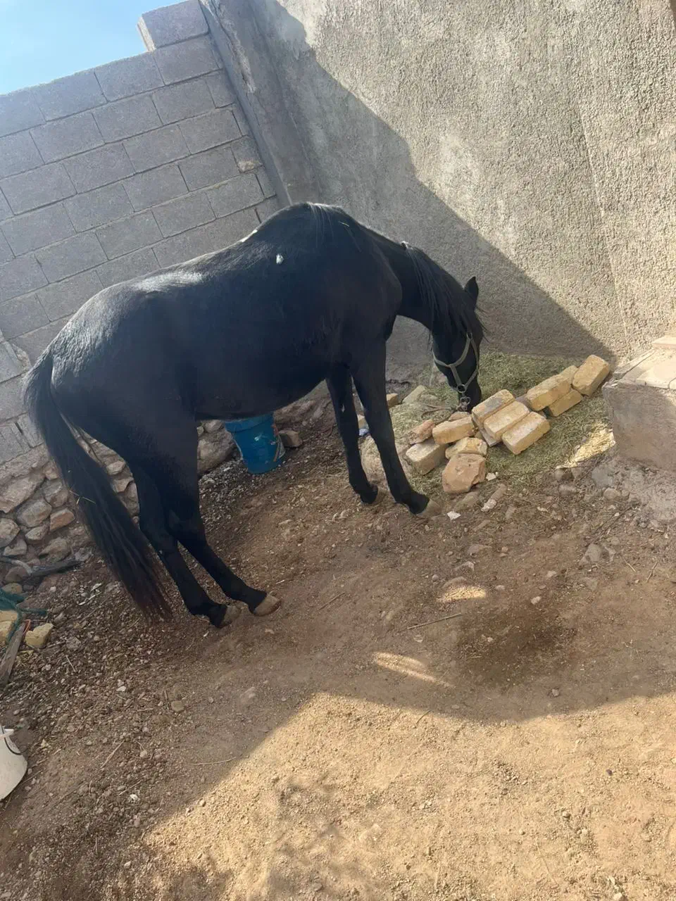 اسب ترکمن|اسب و تجهیزات اسبسواری|کوه چنار, |دیوار