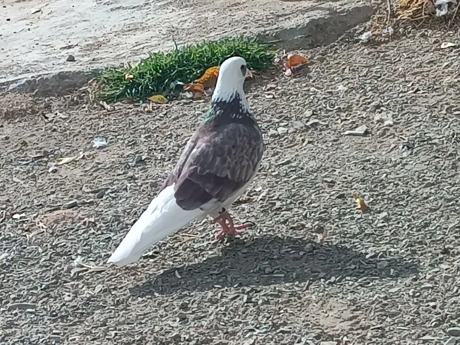 کفتر|پرنده|خنجین, |دیوار