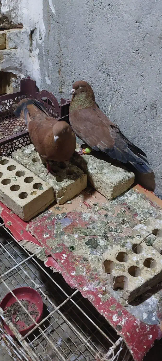 پرنده|پرنده|اهواز, امانیه|دیوار