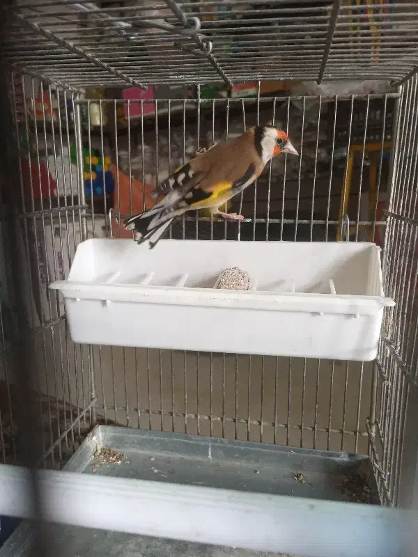 شستی کت سلیبی|پرنده|خرم‌آباد, |دیوار