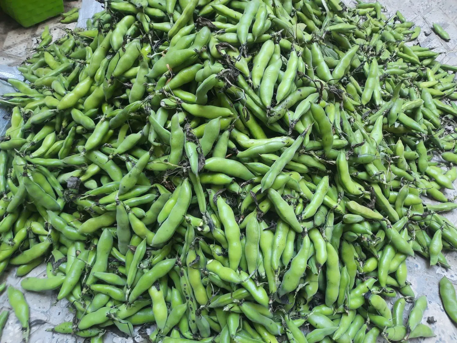 باقله|خوردنی و آشامیدنی|جوانرود, |دیوار
