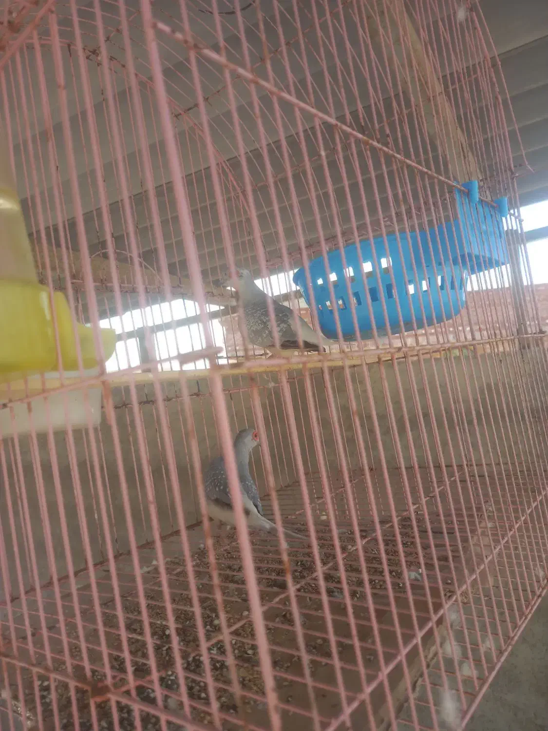 مرغ عشق|پرنده|چابهار, |دیوار