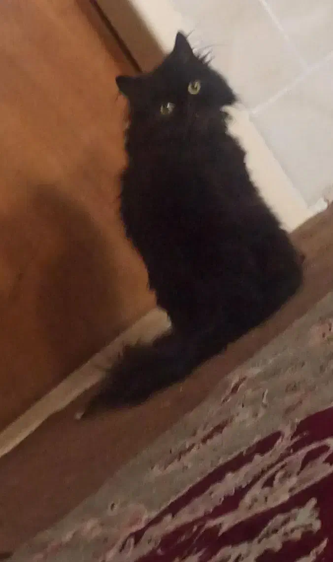 گربه پرشین فول مشکی|گربه|نیشابور, کوی فرهنگیان|دیوار