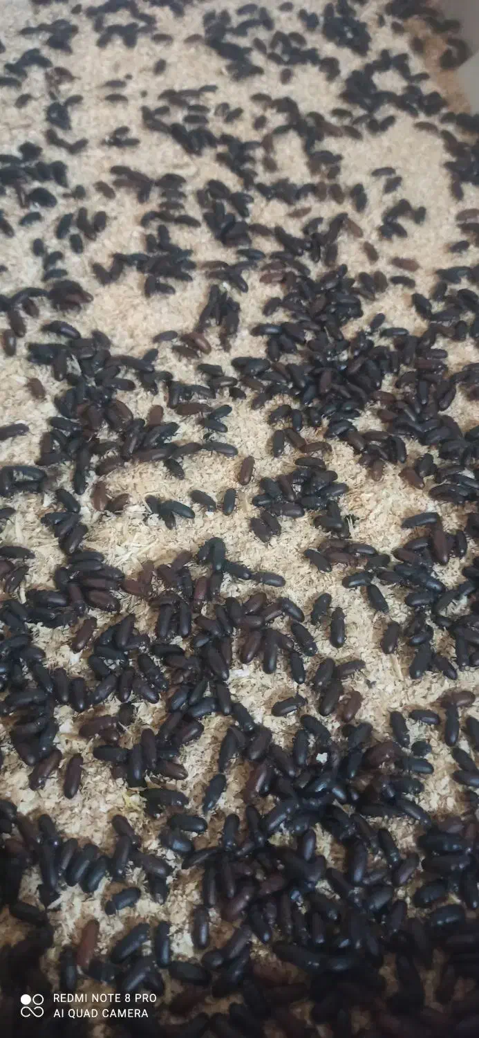 سوسک خشک|لوازم جانبی حیوانات|الوند, |دیوار