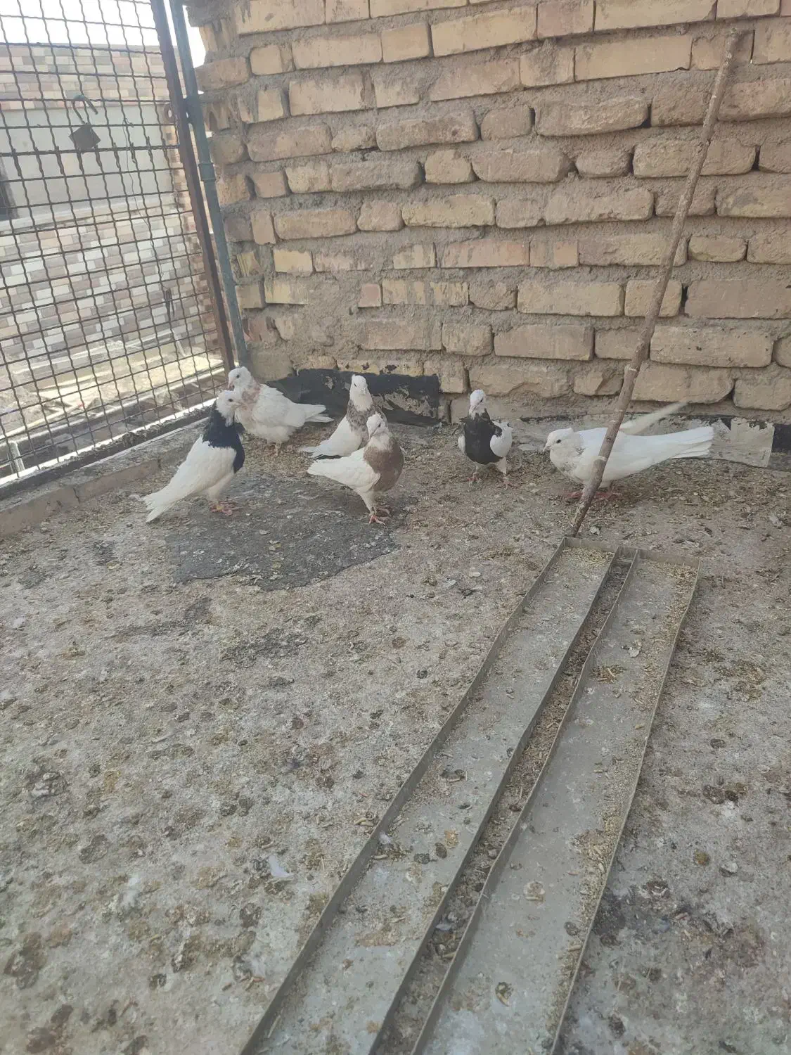 طوقی.نقش.کبوتر.کفتر|پرنده|دهاقان, |دیوار