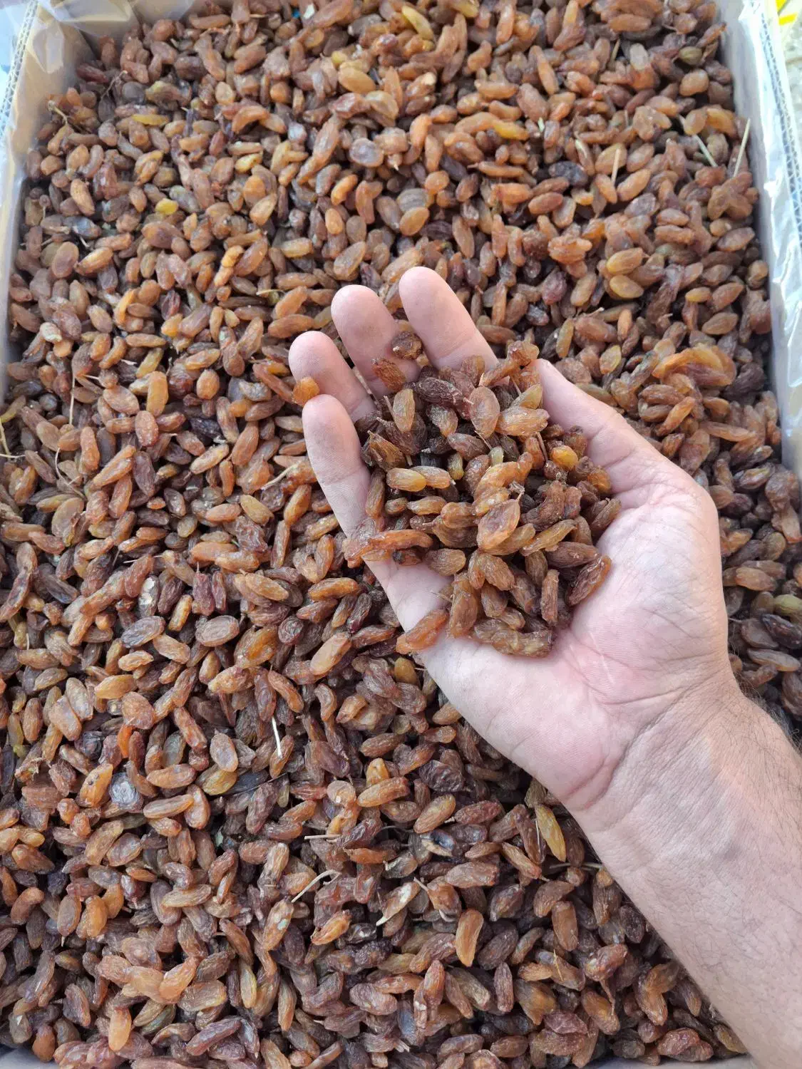 کشمش آفتابی|خوردنی و آشامیدنی|بردسکن, |دیوار
