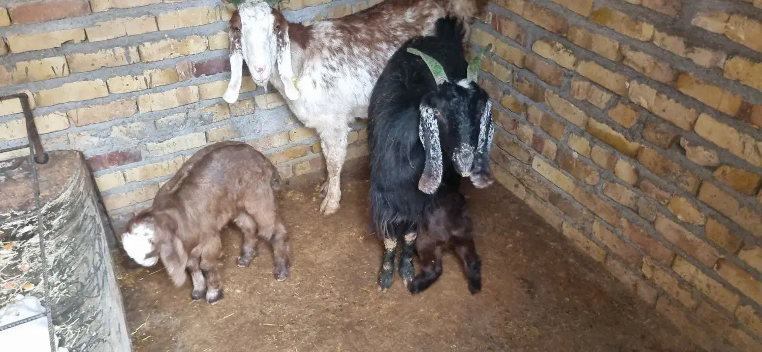 بز و بزغاله|حیوانات مزرعه|تایباد, |دیوار