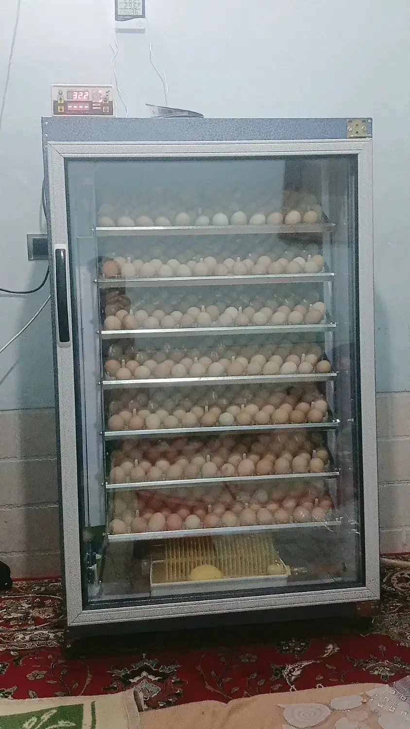 دستگاه جوجه کشی تمام اتو ماتیک|لوازم جانبی حیوانات|سروستان, |دیوار