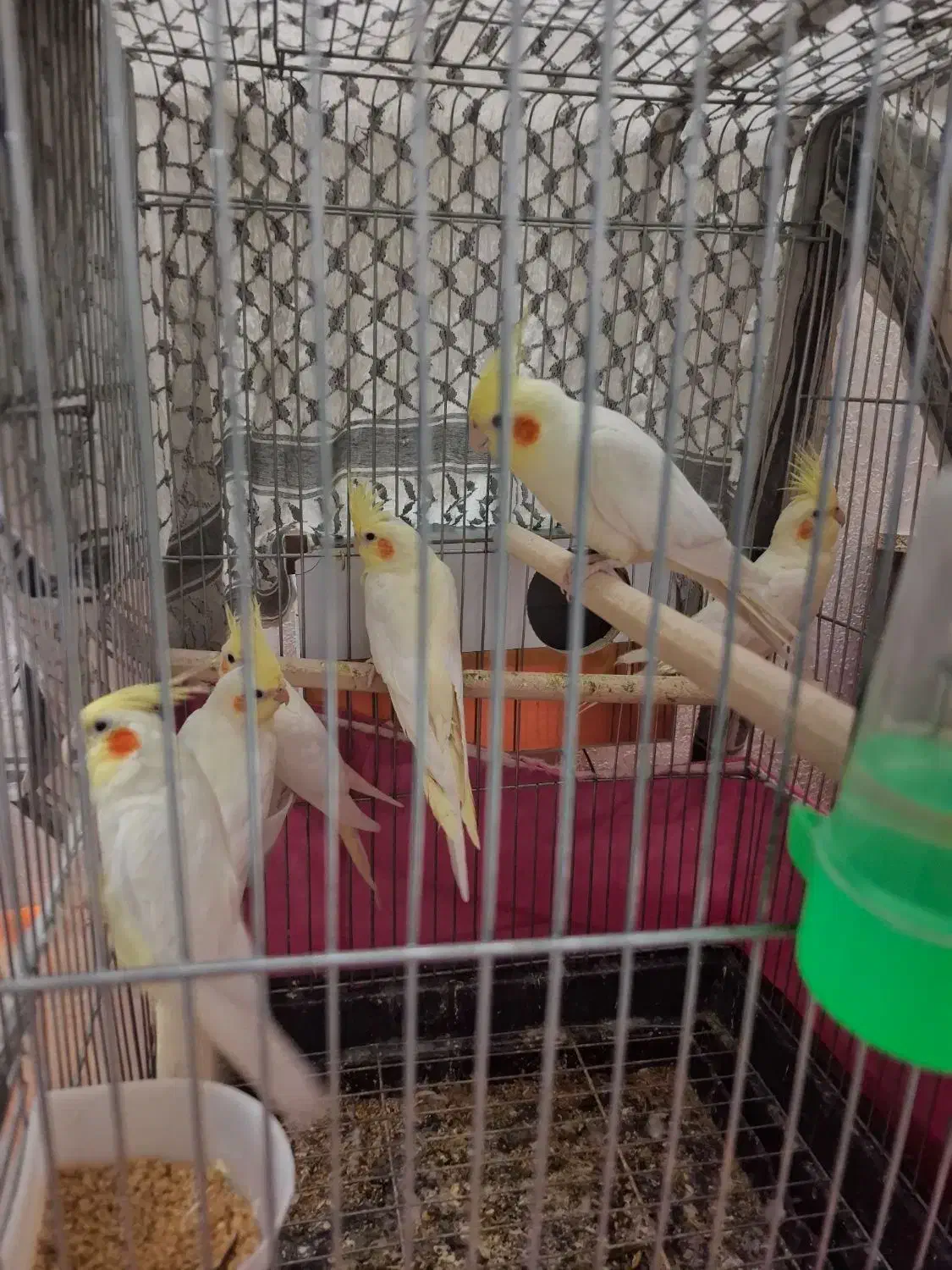 عروس هلندی لوتینو|پرنده|مشهد, سمزقند|دیوار