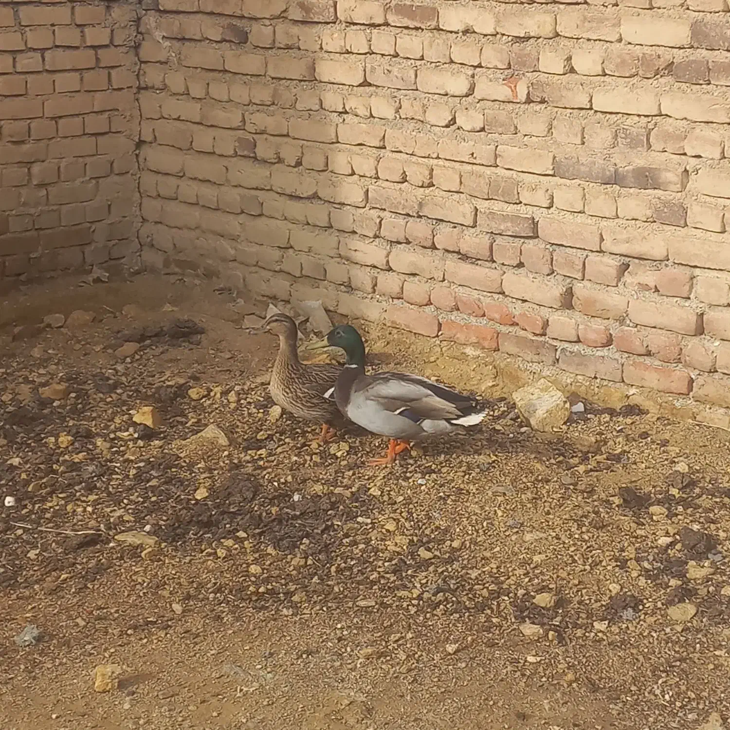 اردک پروازی|حیوانات مزرعه|نقده, |دیوار