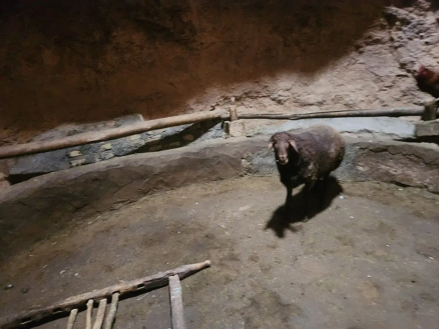 بره پرواری چاق|حیوانات مزرعه|کرانی, |دیوار