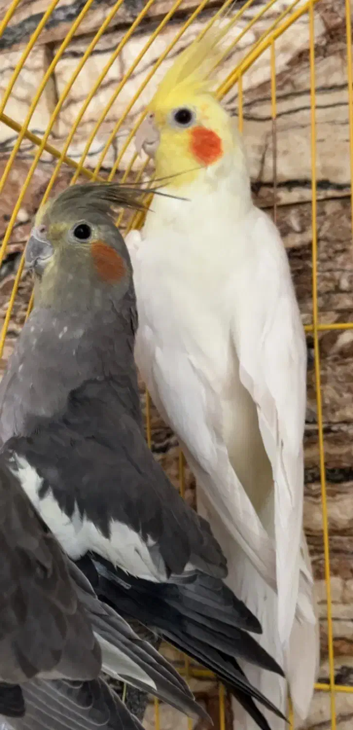 عروس هلندی|پرنده|کاشان, ترک آباد|دیوار