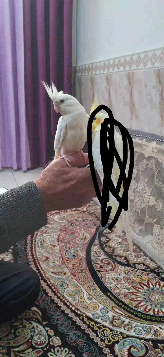 عروس هلندی آلبینو|پرنده|مشکیندشت, |دیوار