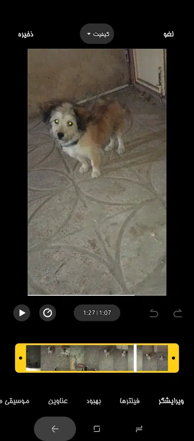 سگ‌ پا کوتاه نژاد دار ....نژاد تریر|سگ|بافت, |دیوار