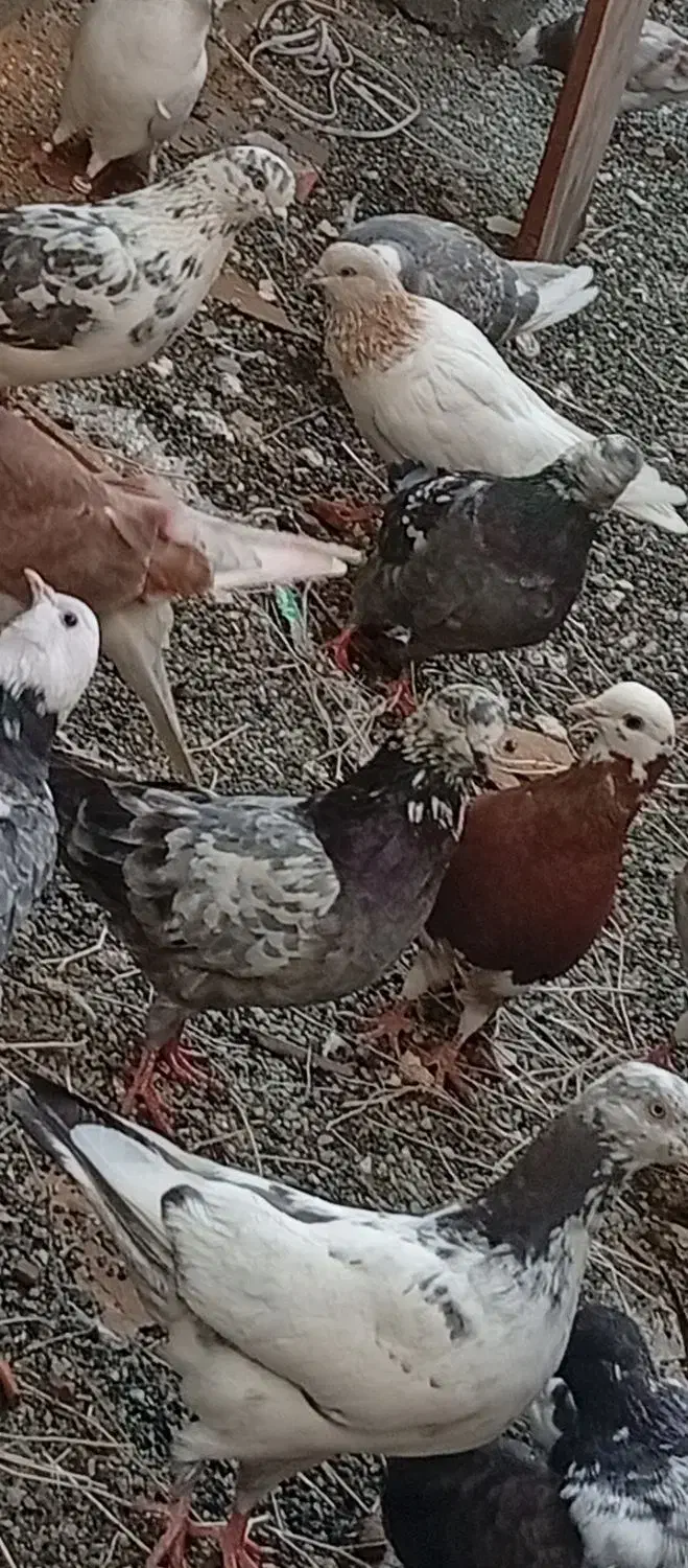 کبوتر|پرنده|رباطکریم, شهرک صنعتی نصیرآباد|دیوار