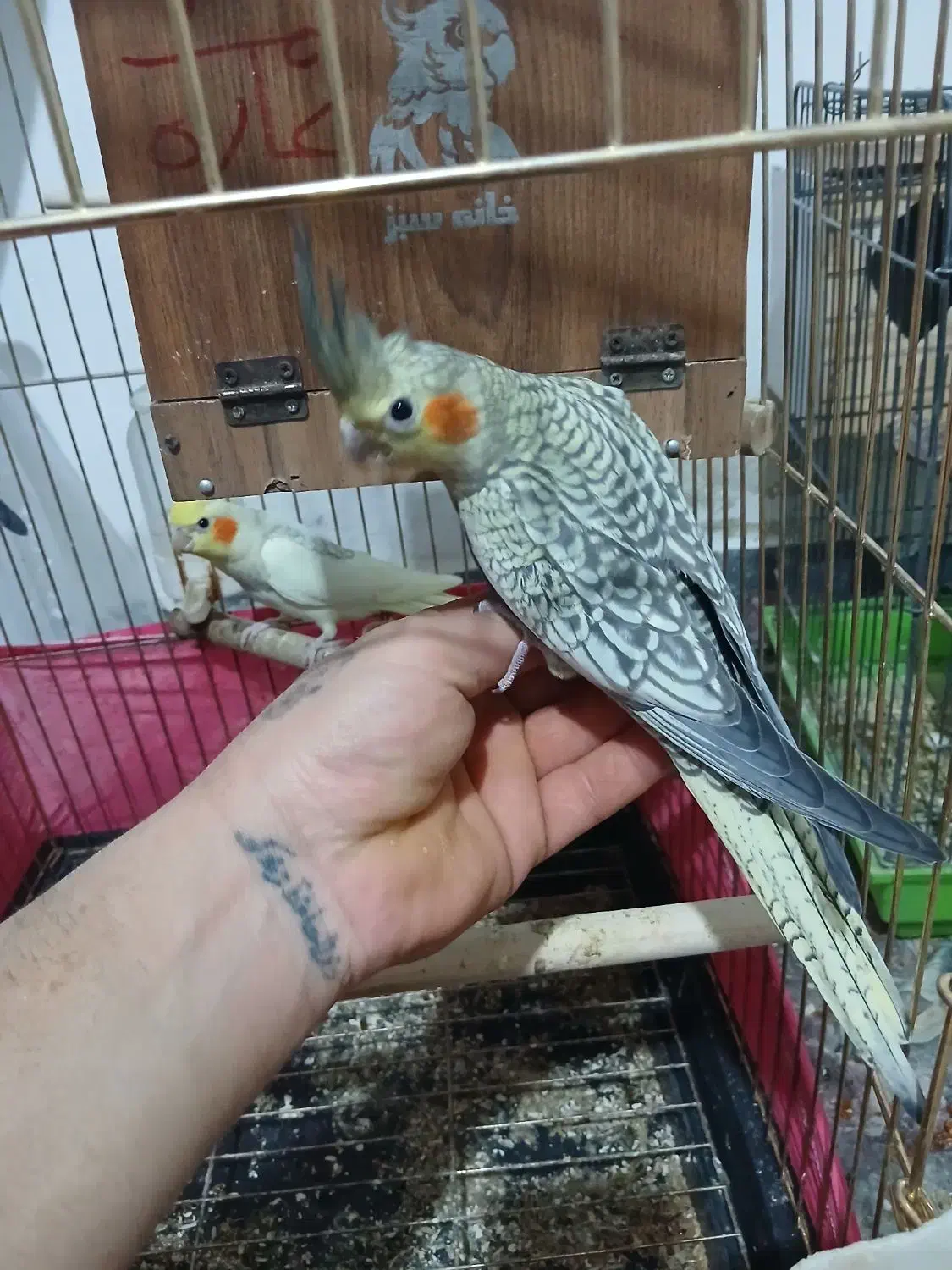 عروس هلندی|پرنده|اشتهارد, |دیوار