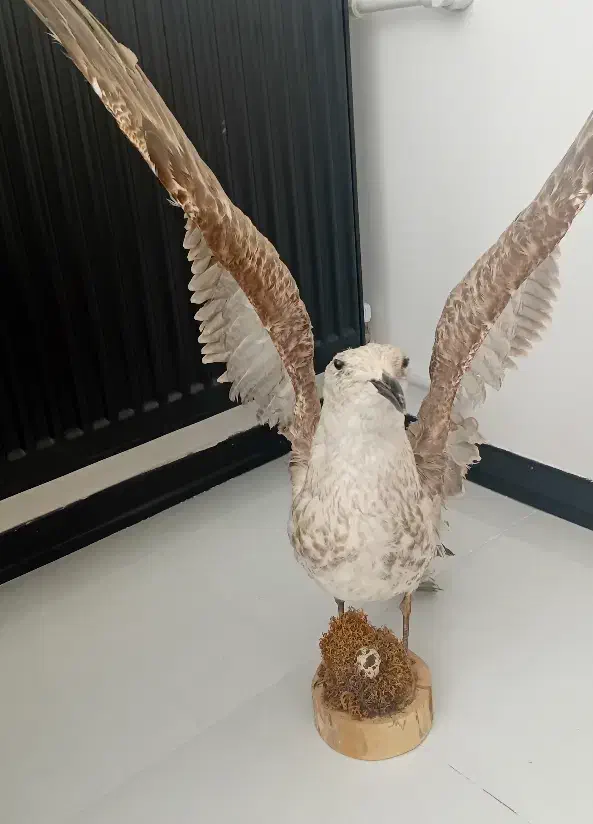 دکوری برا مغازه|مجسمه، تندیس، ماکت|زنجان, |دیوار