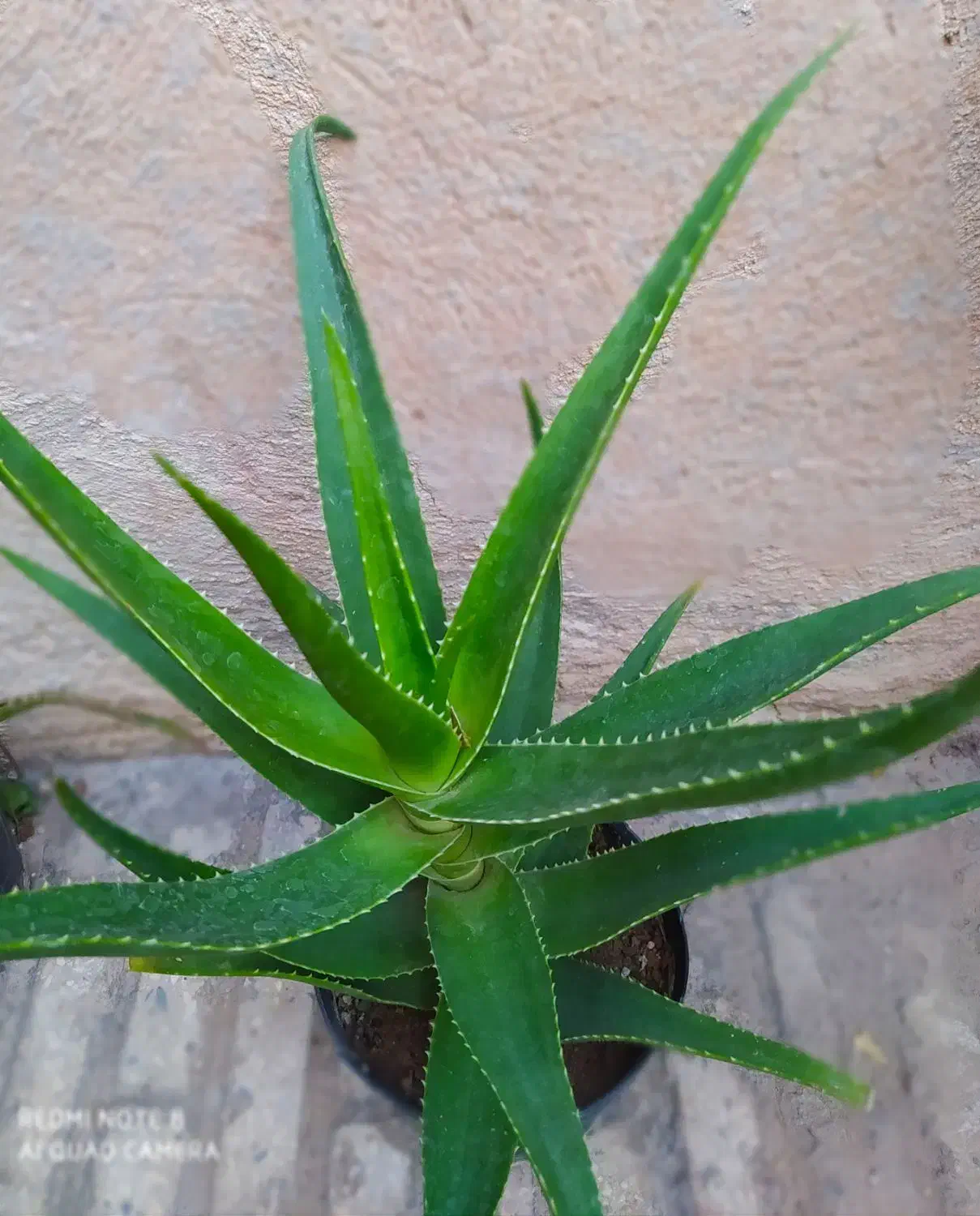 گل های طبیعی|گل و گیاه طبیعی|ابهر, |دیوار