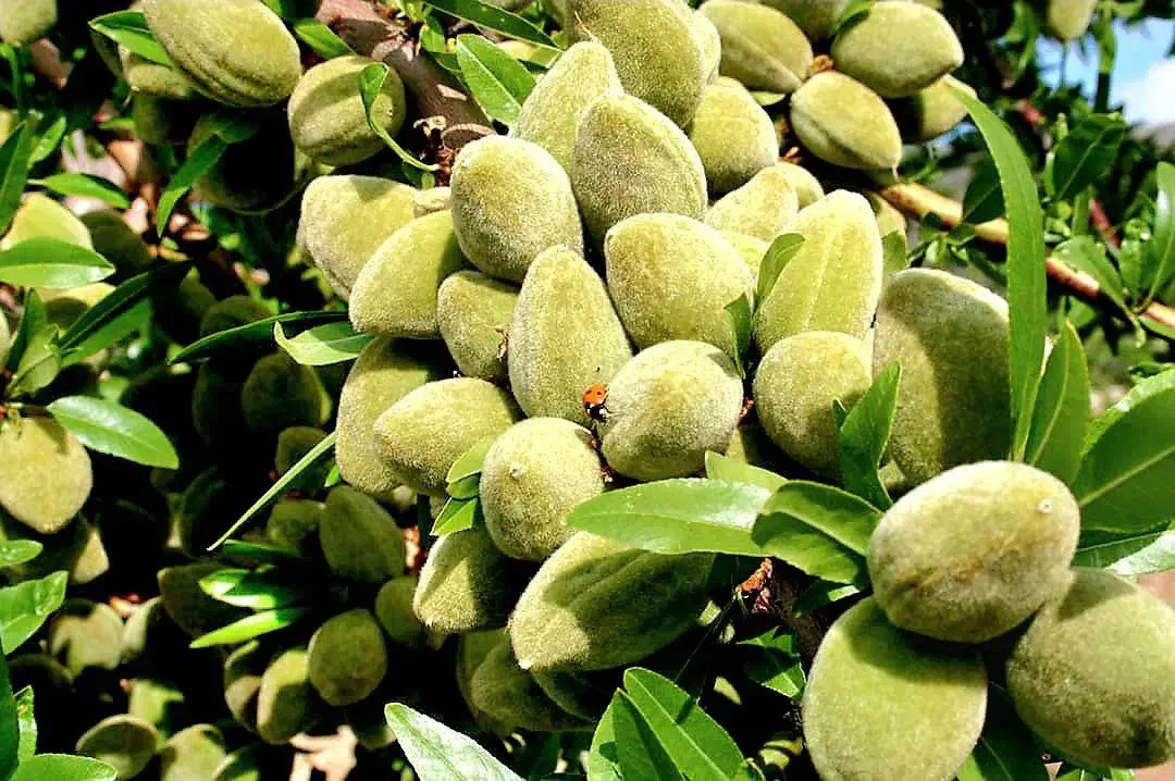 نهالستان گردو، بادام دیرگل و صنوبر پالیز|خدمات باغبانی و درختکاری|صوفیان, |دیوار