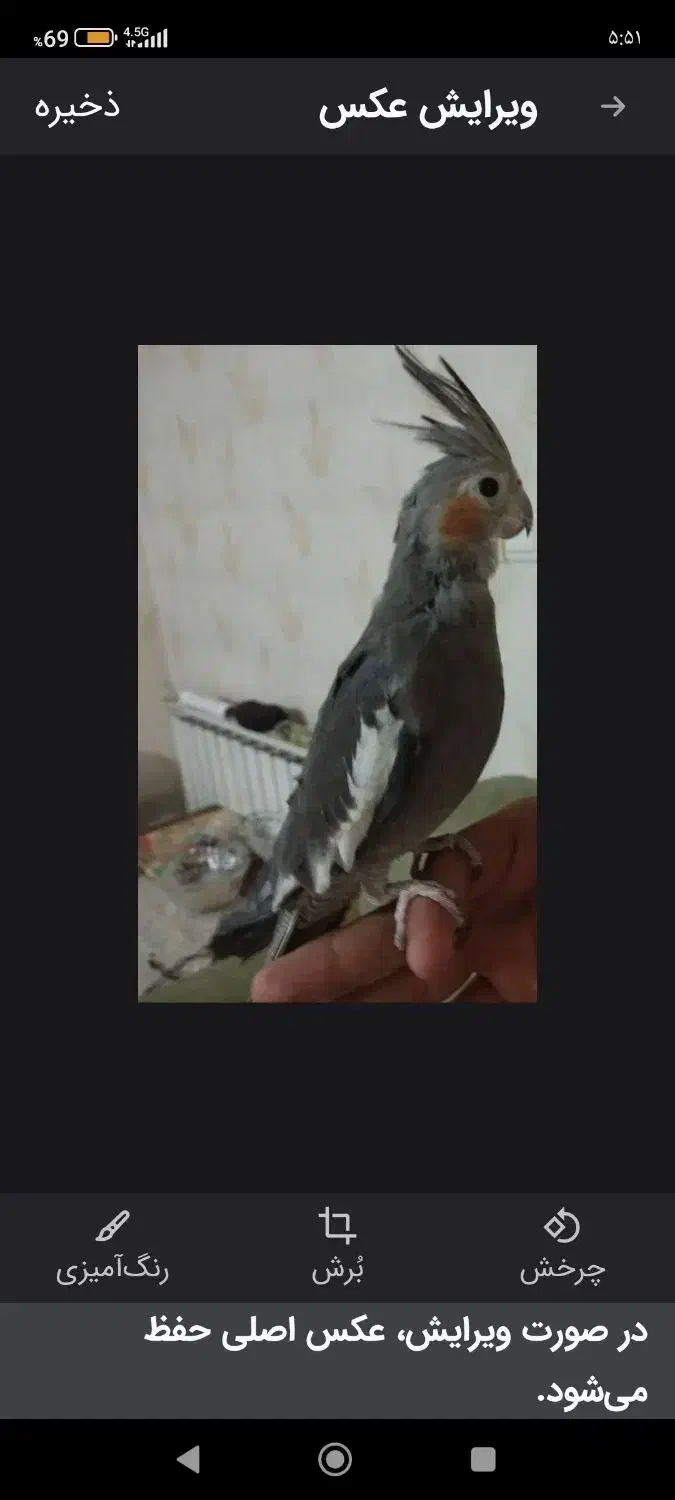 معاوضه عروس هلندی بالغ|پرنده|ری, شهید غیوری (ابن باویه)|دیوار