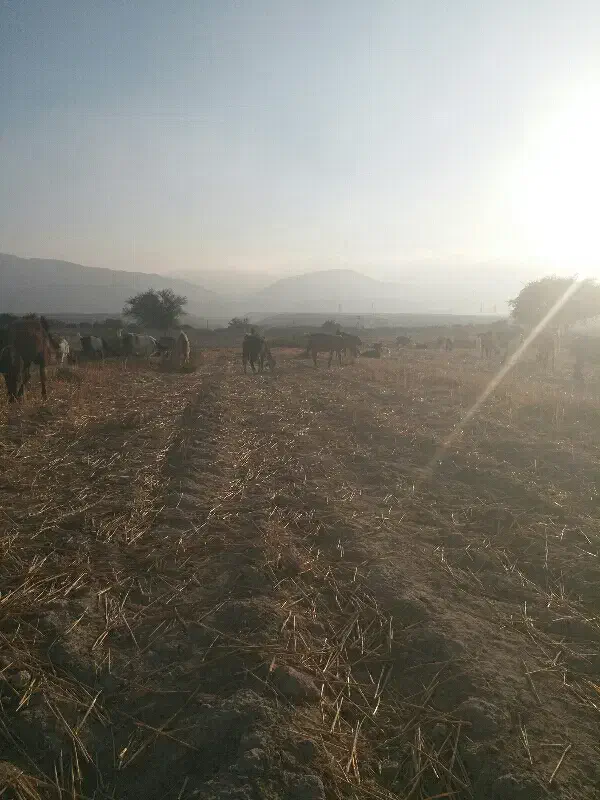 معاوضه گله بز جوان و داشتی با میش|حیوانات مزرعه|لامرد, |دیوار