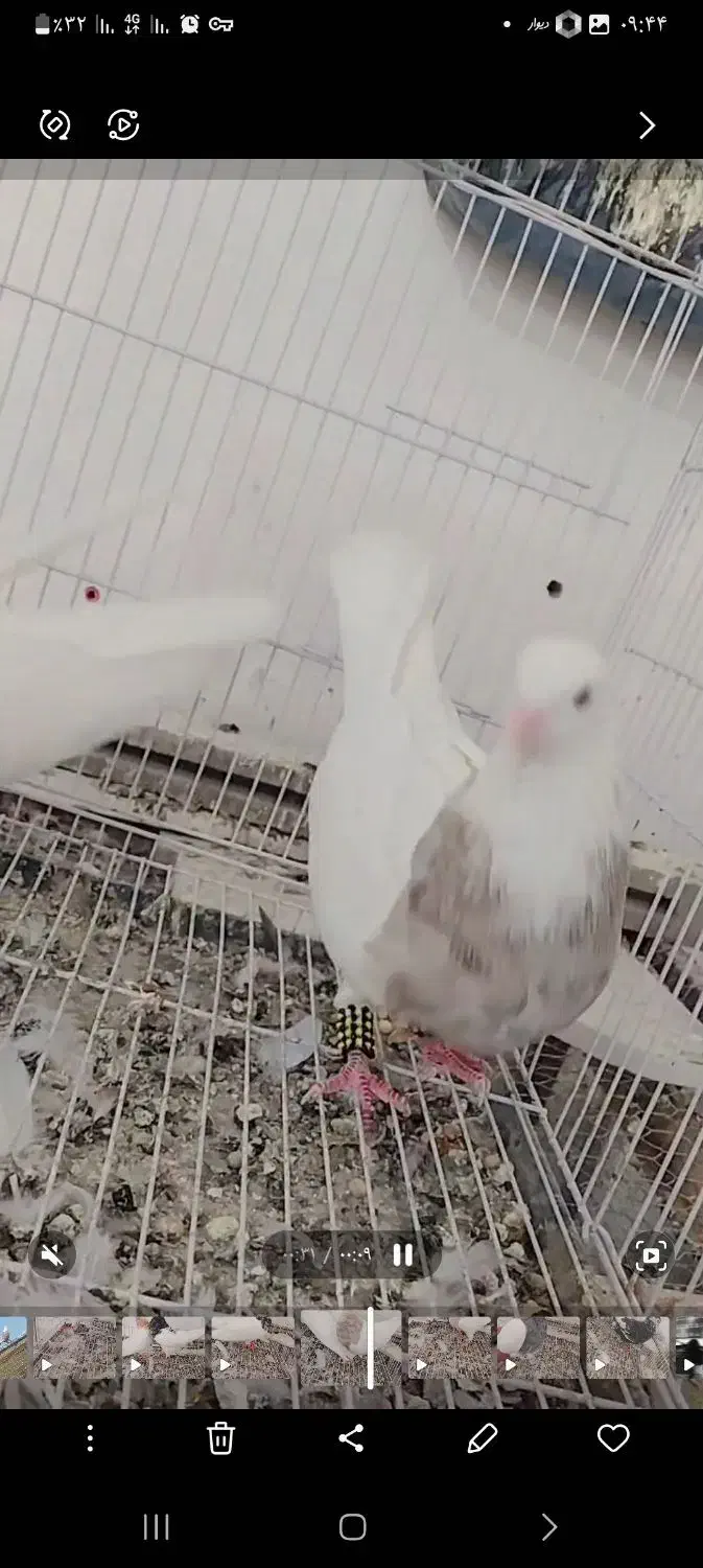 هرچی|پرنده|نصر آباد, |دیوار