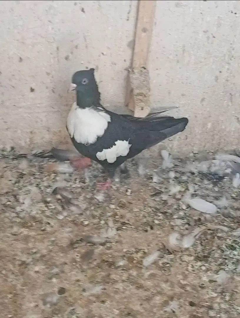 فروش یک جفت طوق سفید هر دو نر|پرنده|جهرم, |دیوار