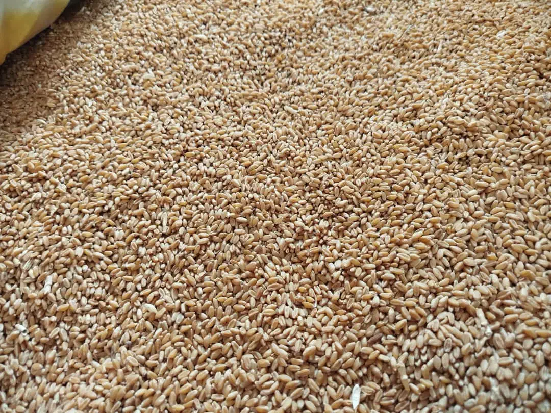 بذر گندم مهرگان|خدمات باغبانی و درختکاری|حمیدیه, |دیوار