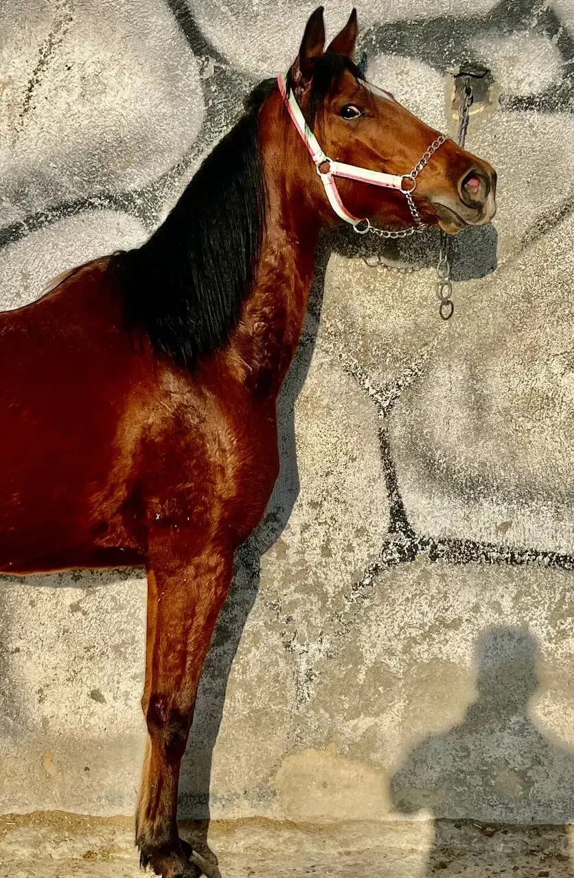 اسب مادیان|اسب و تجهیزات اسبسواری|شهریار, کردزار|دیوار