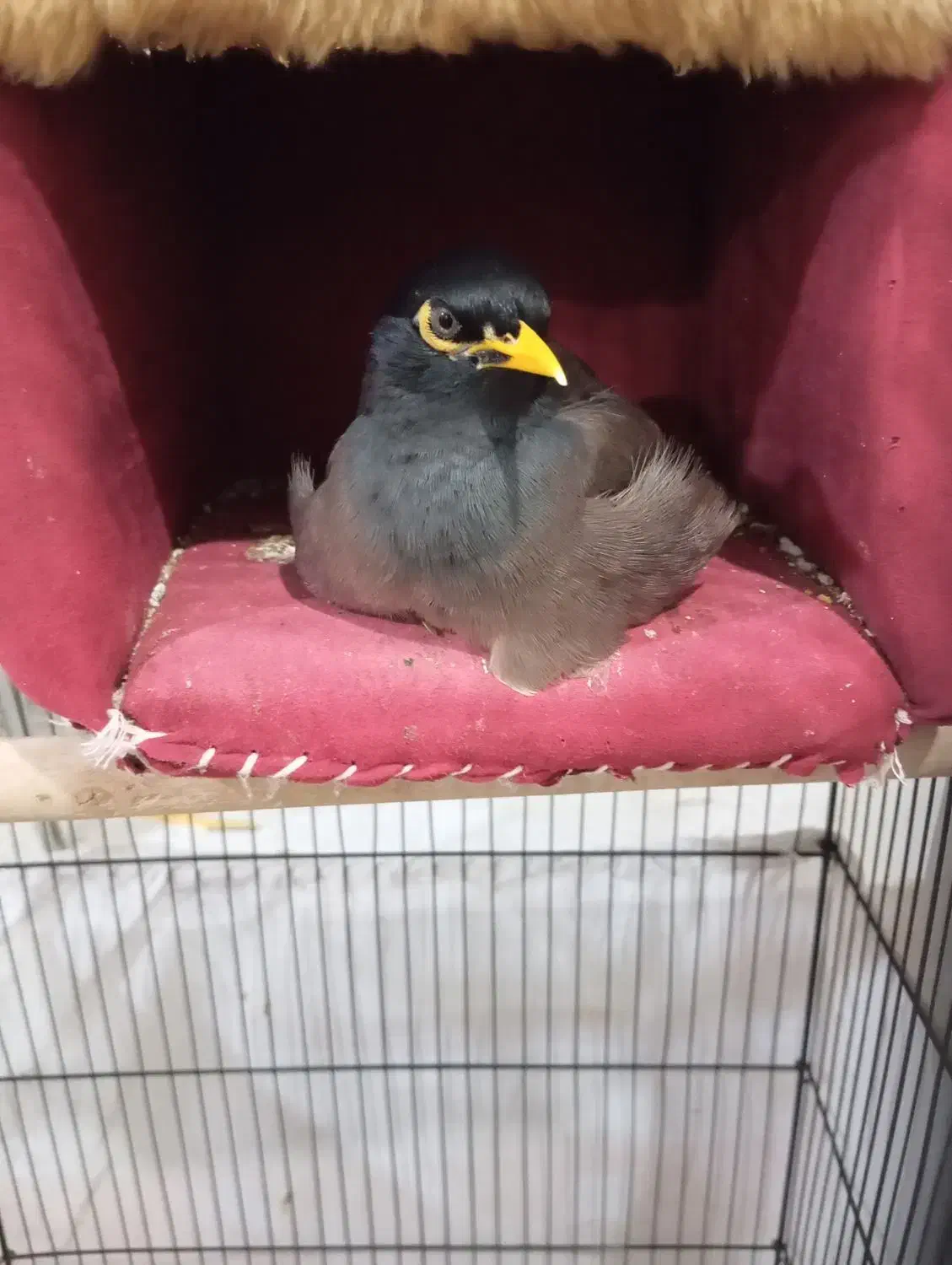 پرنده مینا|پرنده|کشکسرای, |دیوار