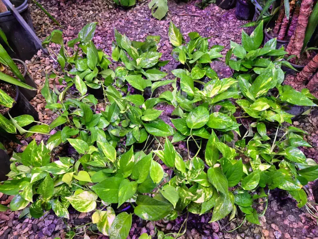 پتوس ابلق و سبز|گل و گیاه طبیعی|اهواز, پادادشهر|دیوار