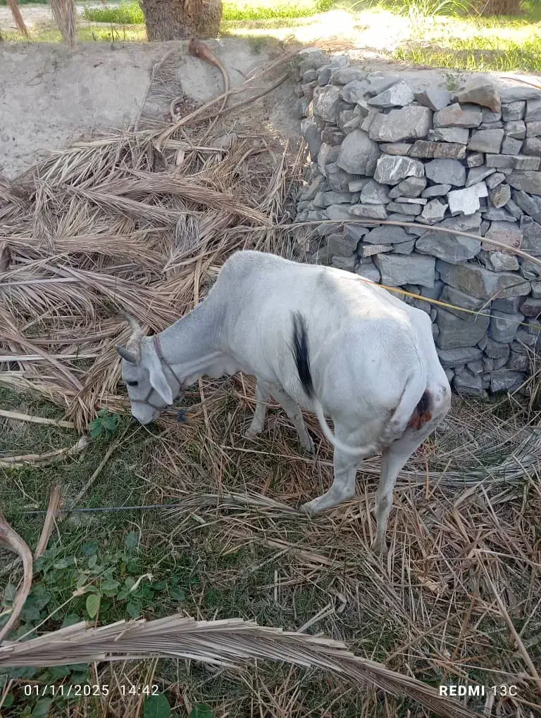 فروش گاو ماده شیری|حیوانات مزرعه|بم پشت, |دیوار