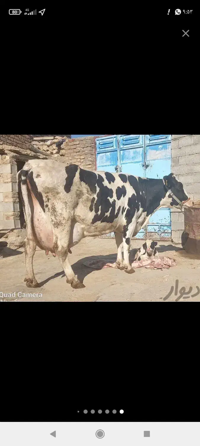 کود گاو معاوزه با کاه|لوازم جانبی حیوانات|دهدشت, |دیوار