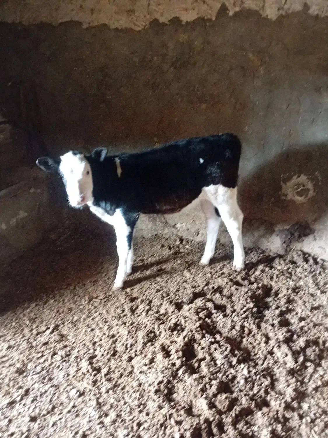 گوساله سیمینتال|حیوانات مزرعه|شراء, |دیوار