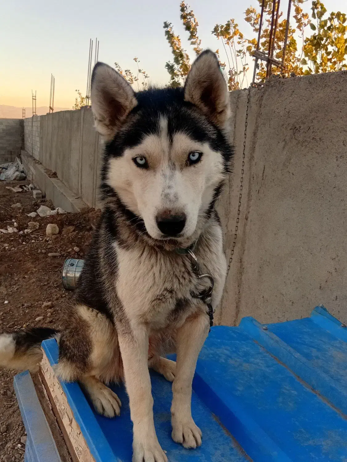 نگهداری|سگ|اردبیل, |دیوار