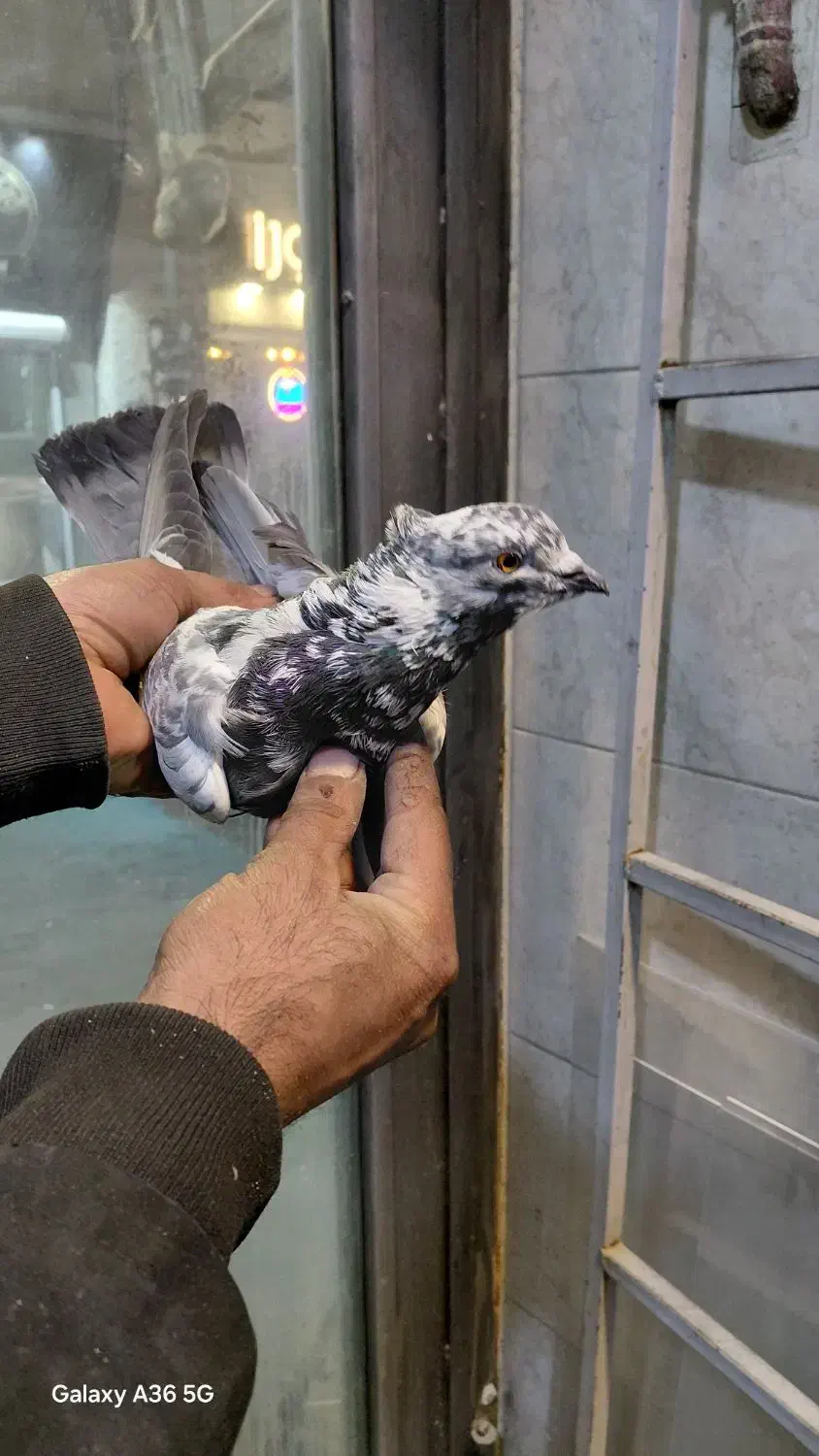 کفتر کبوتر|پرنده|بومهن, |دیوار