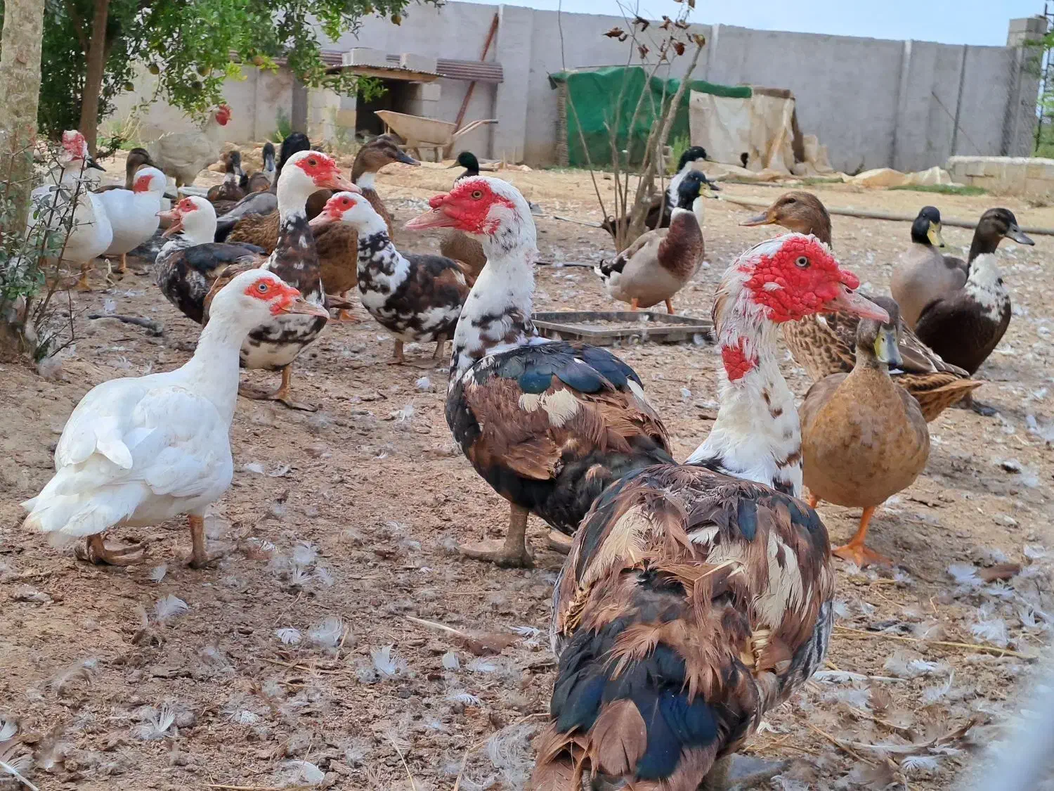اردک اسرائیلی ۲ ساله|حیوانات مزرعه|رشت, معلم|دیوار