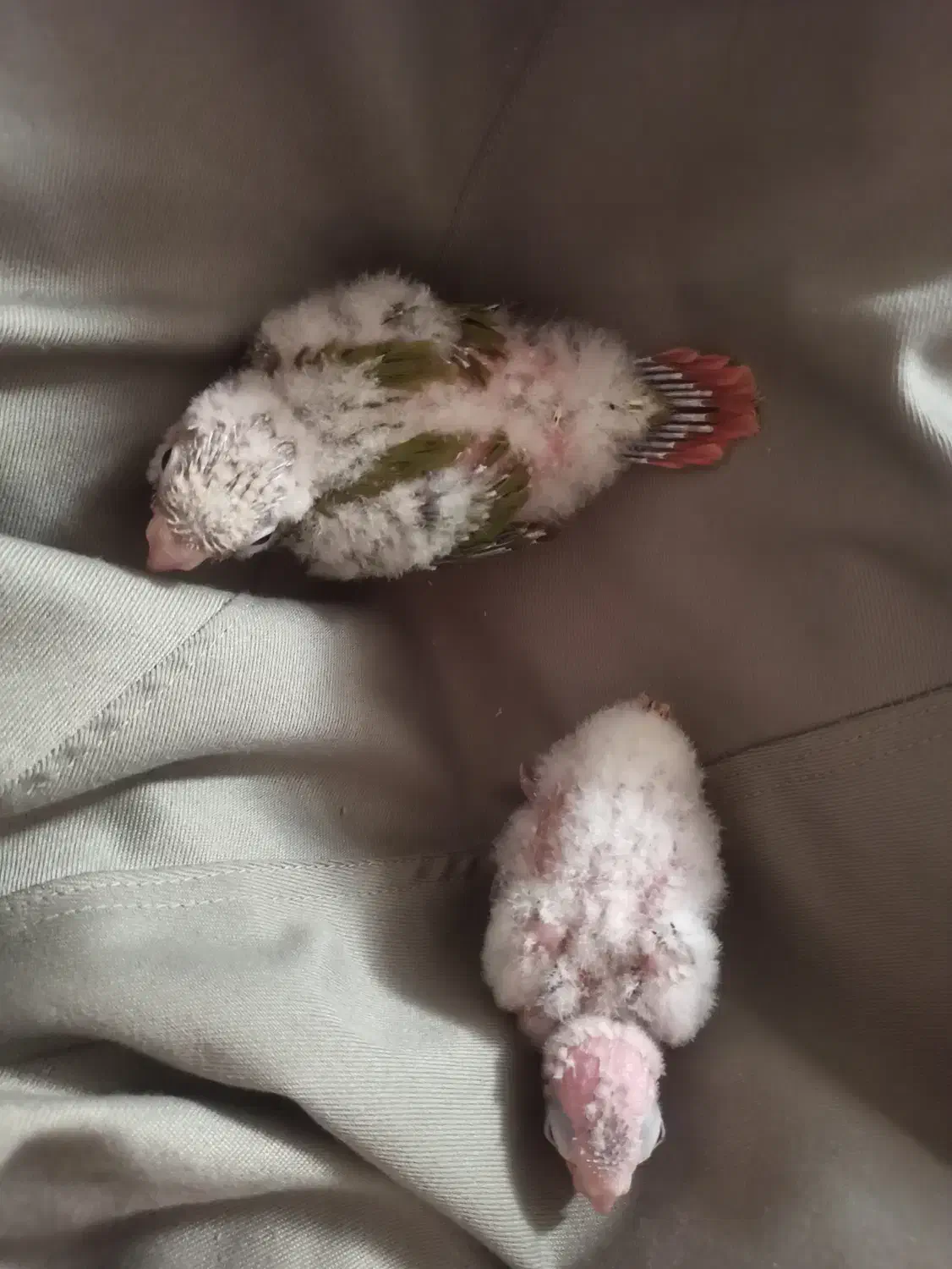 جوجه گرینچیک|پرنده|ایلام, |دیوار