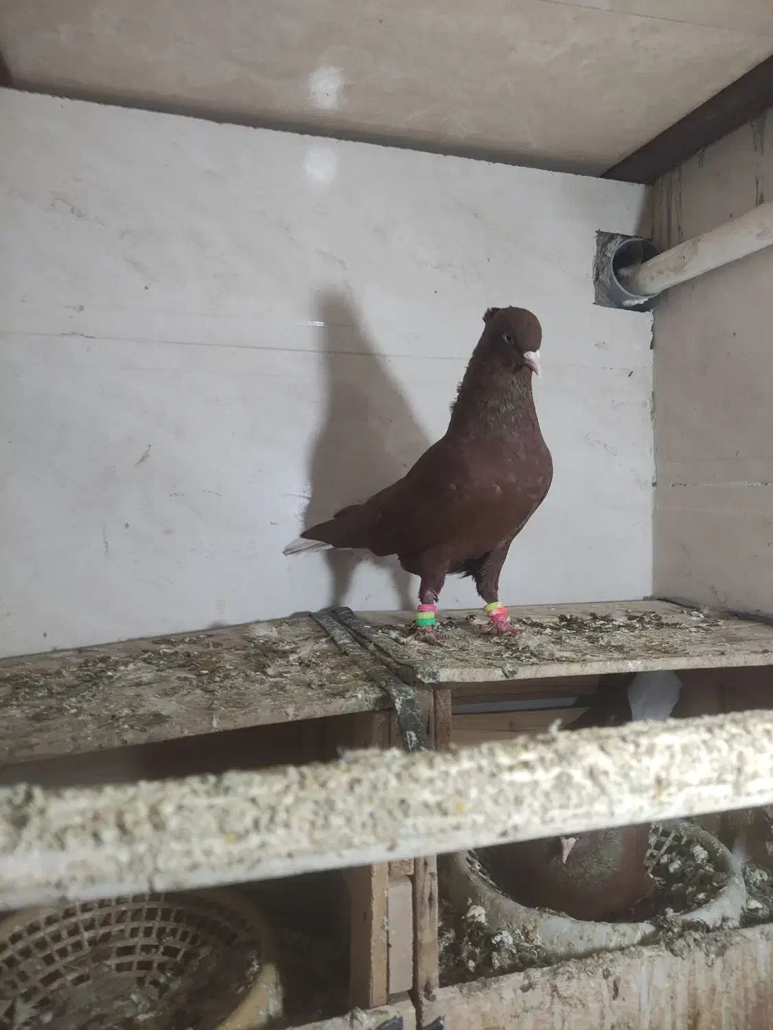 کبوتر فروشی|پرنده|بهبهان, |دیوار