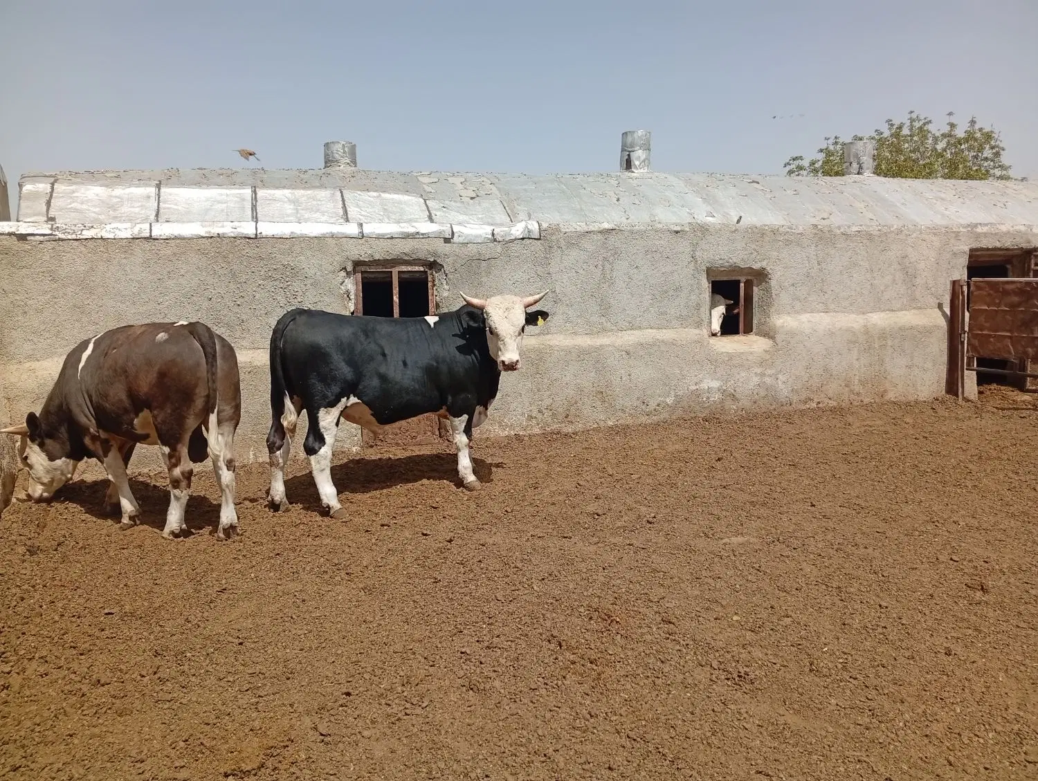 گوساله|حیوانات مزرعه|رزن, |دیوار