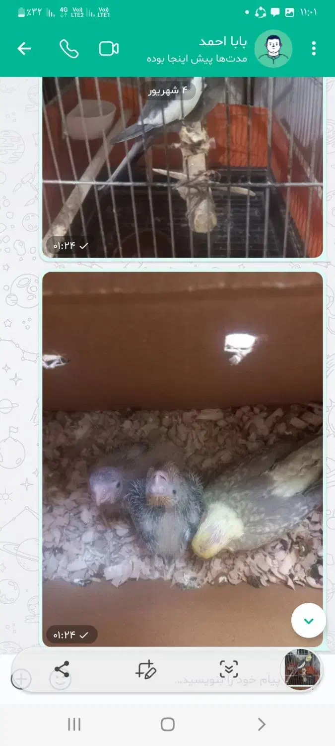 عروس هلندی نر مست مست سالم وسرحال|پرنده|تهران, راه آهن|دیوار