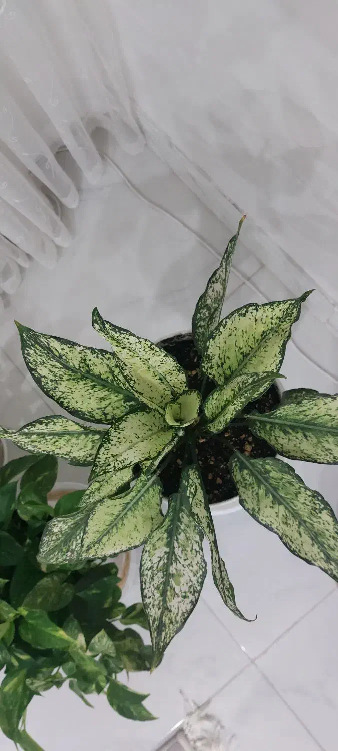 گل آگلونما|گل و گیاه طبیعی|بیرجند, |دیوار