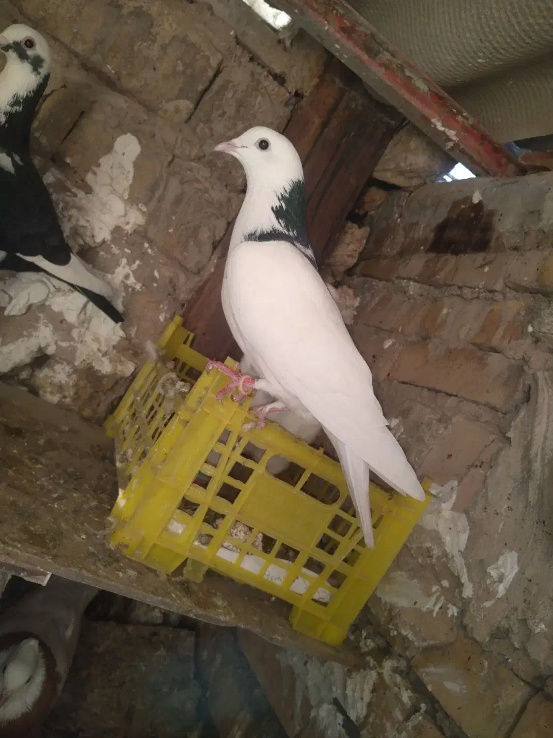 کفتر|پرنده|چناران, |دیوار