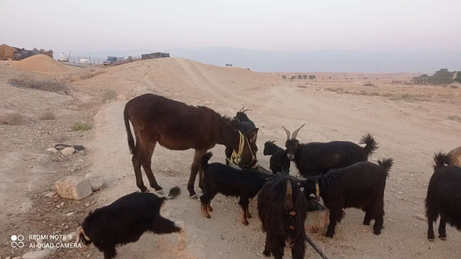 خرگله ای|حیوانات مزرعه|برازجان, |دیوار