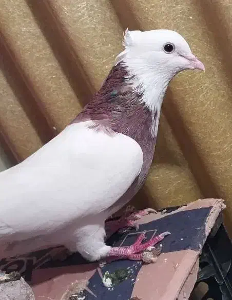 جفت طوقی ماده دوان با یک جوانه خودشان|پرنده|سرپل ذهاب, |دیوار