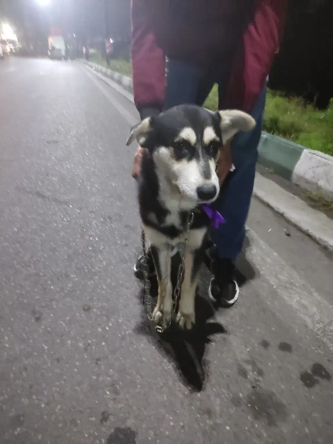 فروش سگ دورگه هاسکی|سگ|رشت, قاسمیه|دیوار