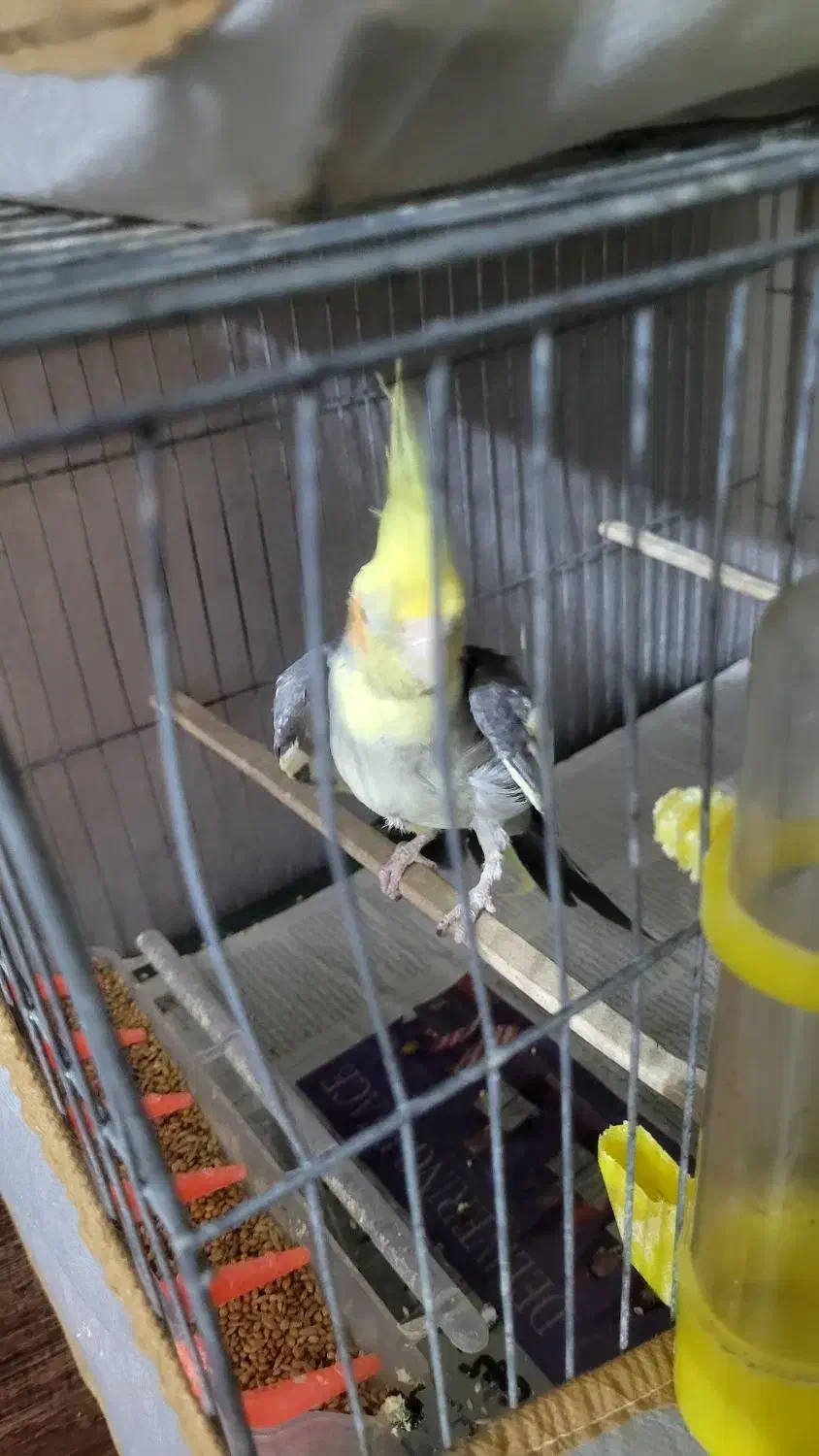 فروشی۲عدد|پرنده|رشت, پاره بیجار|دیوار