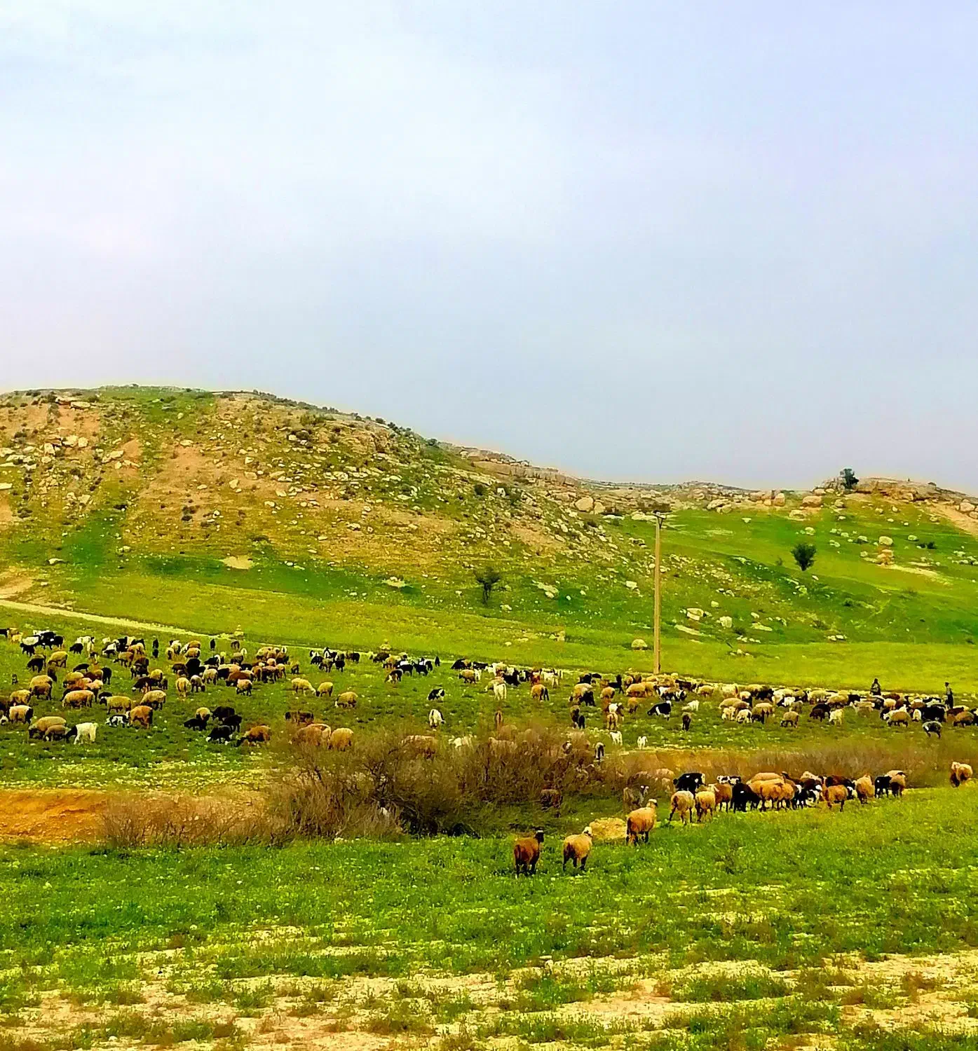 راهنمایی میخام|فعالیت داوطلبانه|شیراز, شهرک گلستان|دیوار